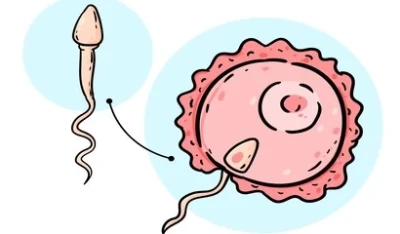 Donor Semen Insemination: Process, Safety & Success