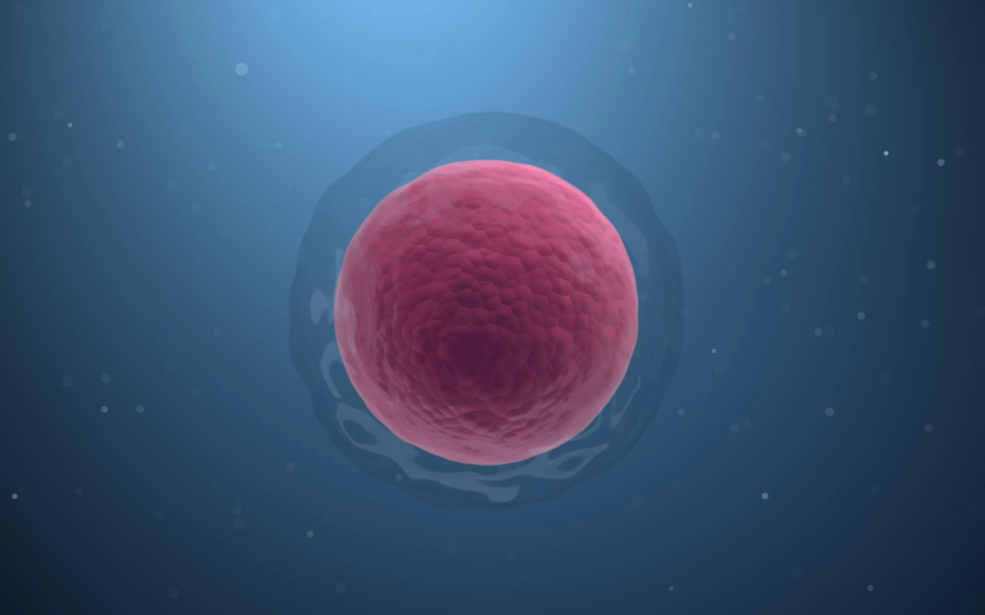 Donor Oocyte Program